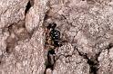 Araneus_ZZ411_D5528_Z_90_Lake Broadwater_Australie